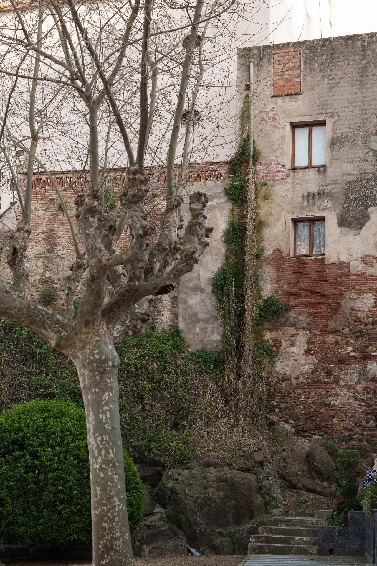A plane tree beside a weathered stone and brick wall