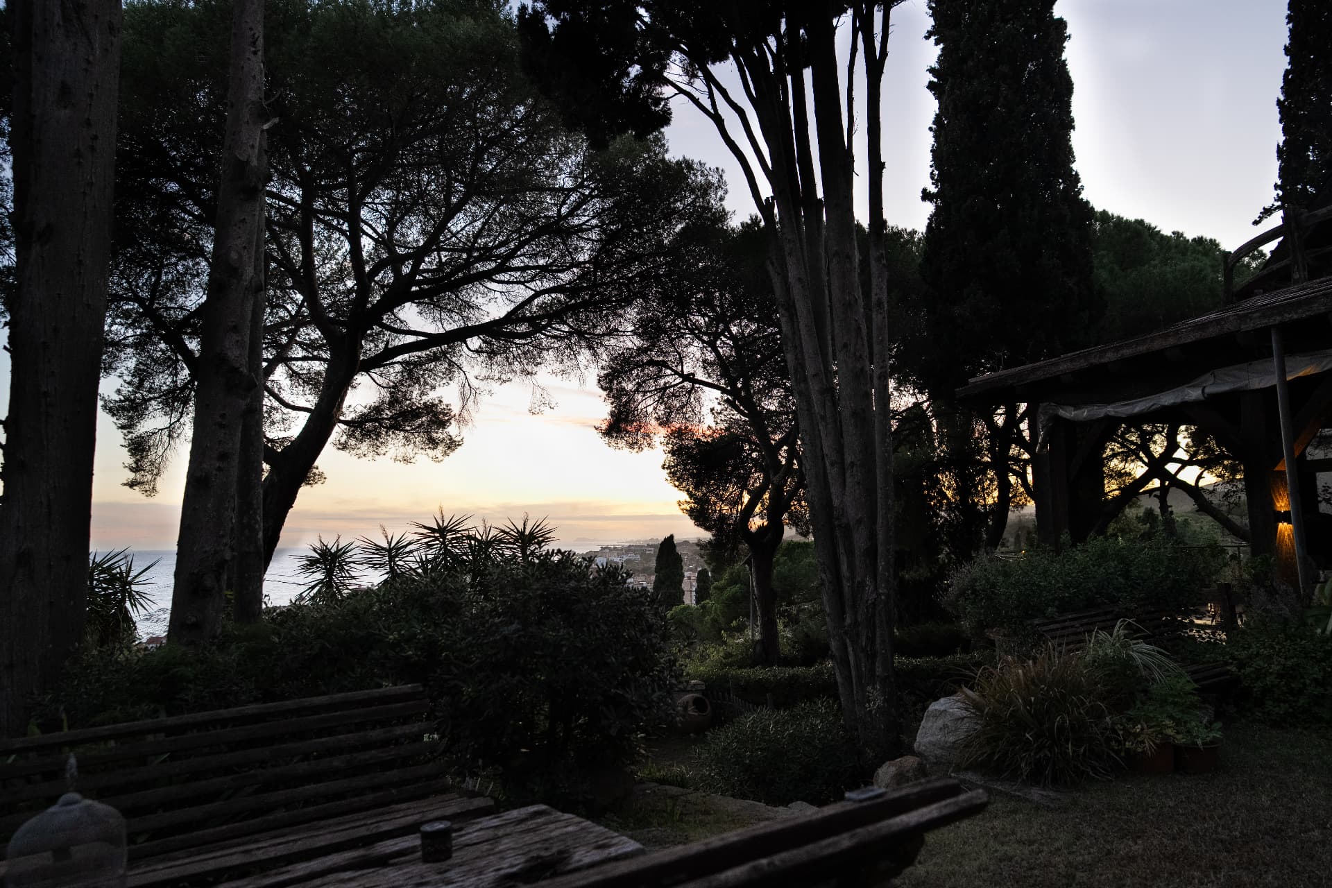Sunset over the sea seen through the pines from the garden