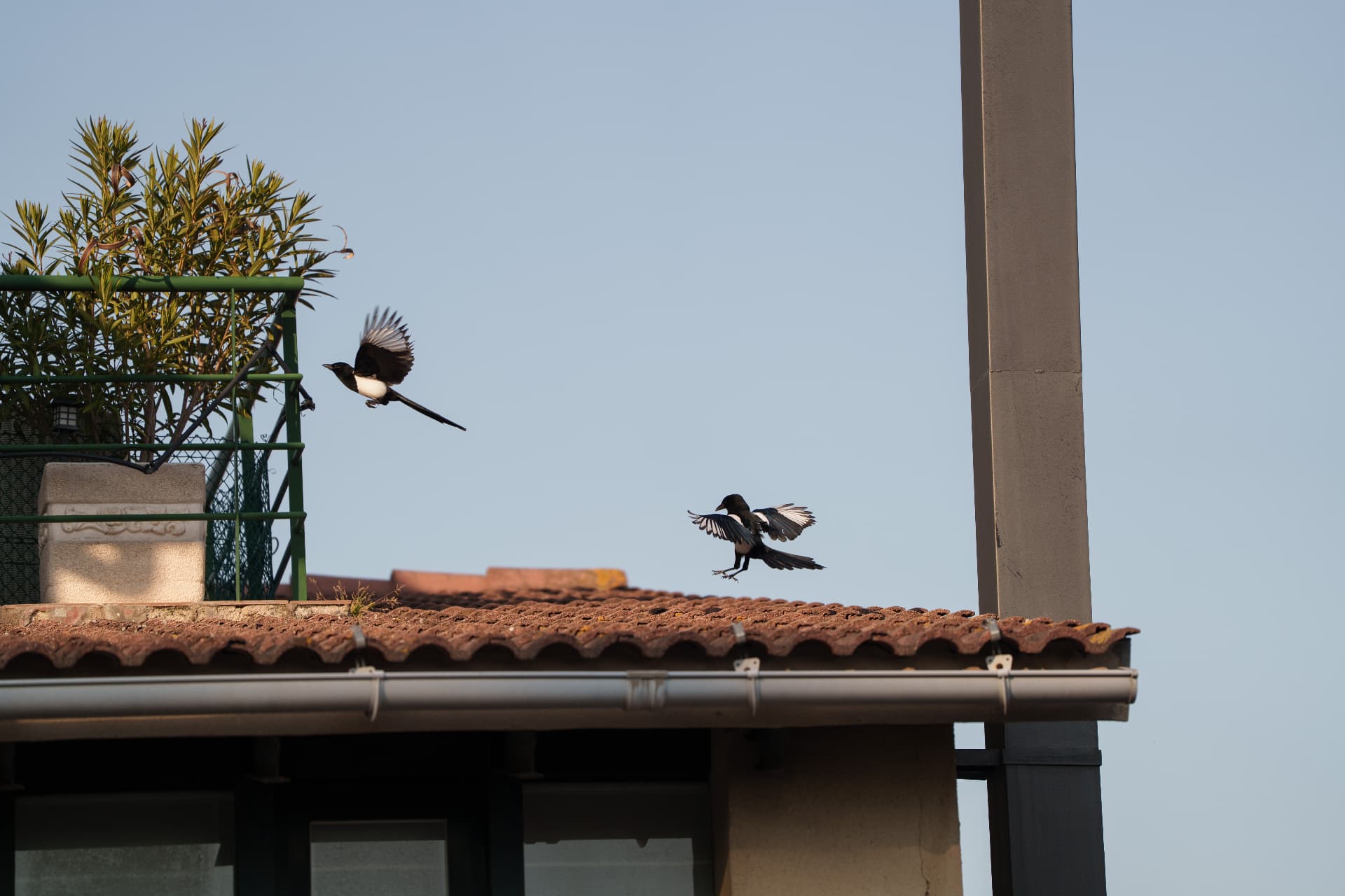 Two magpies landing on a terracotta roof