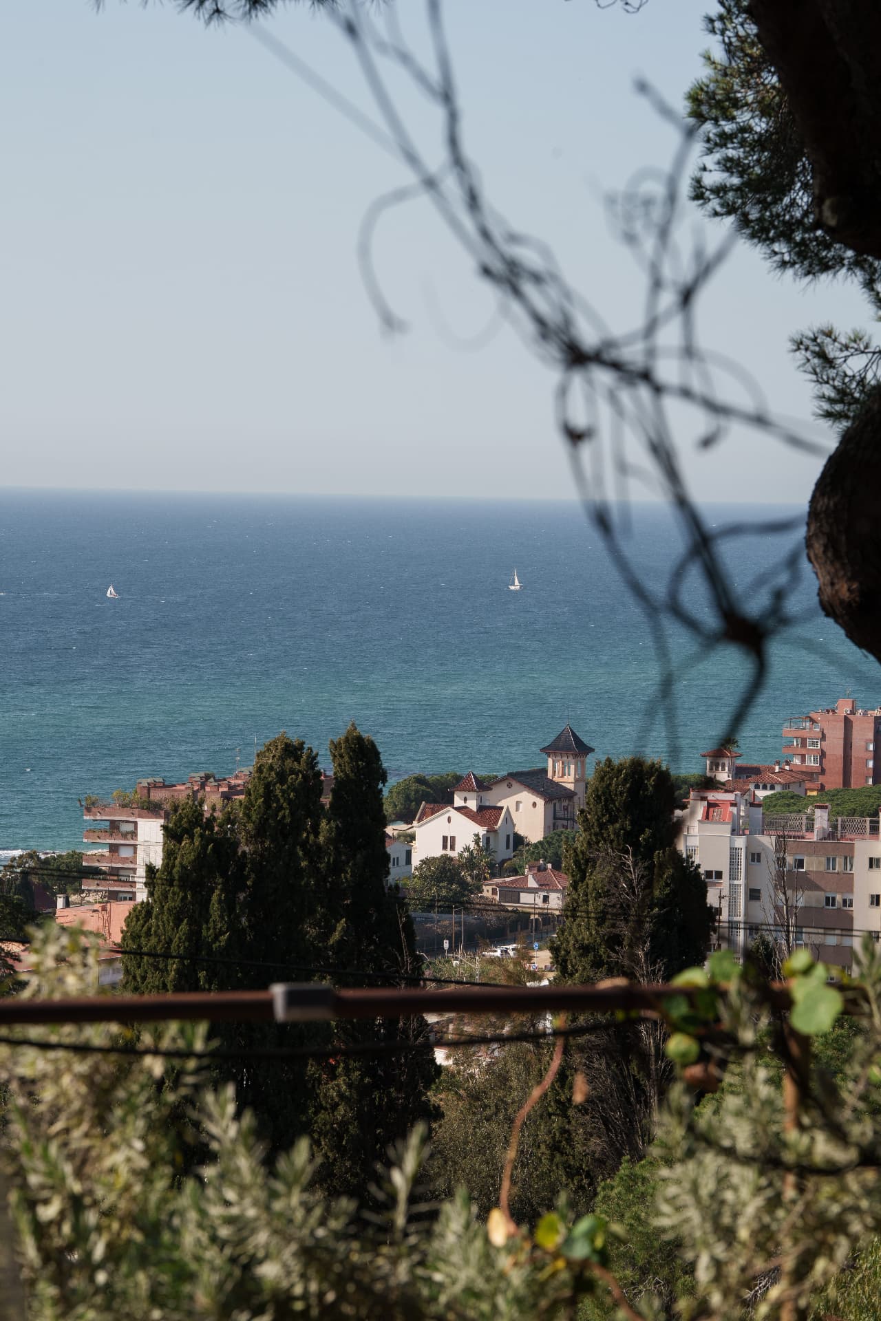 Sailing boats on the Mediterranean seen through pine branches