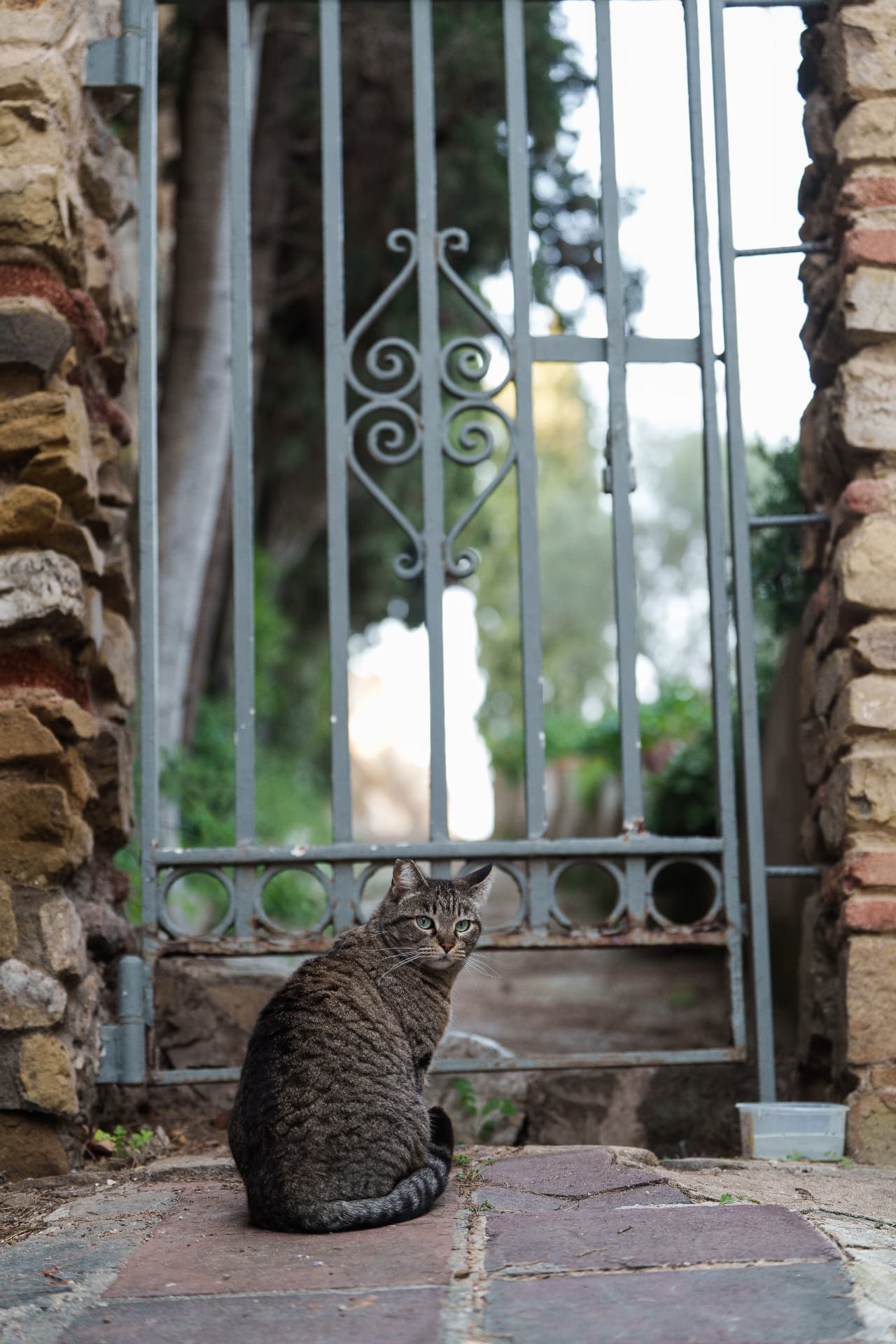 A tabby cat sitting before an iron garden gate