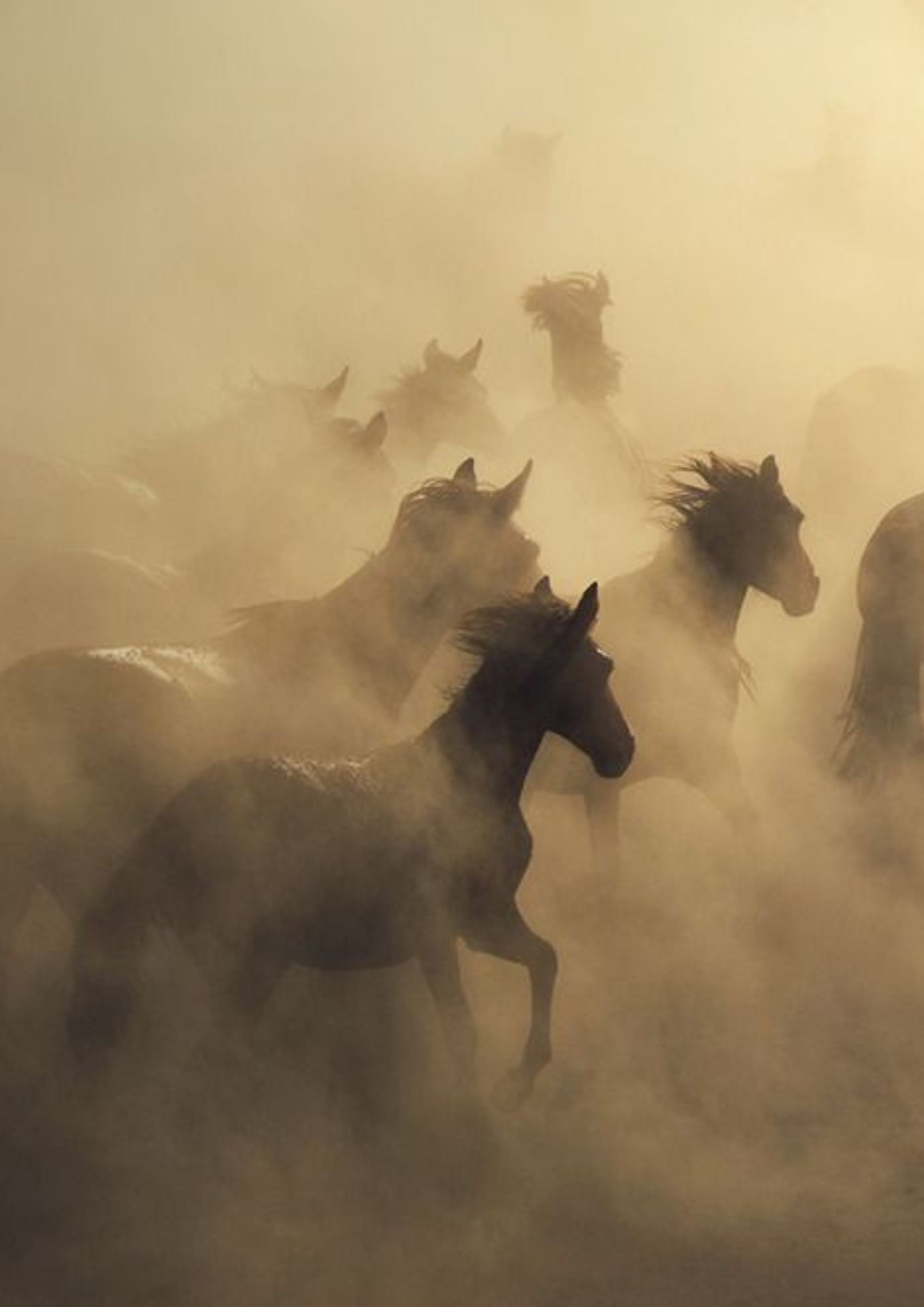 Untamed