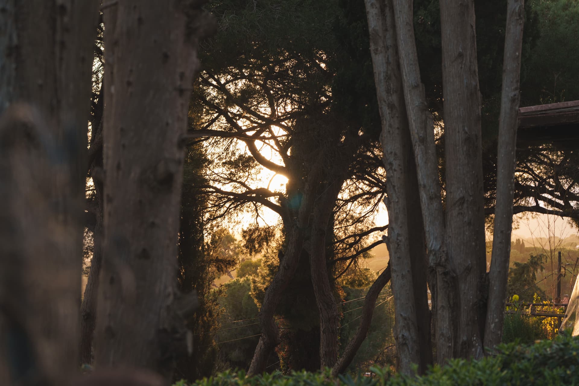 Golden light through the trunks of the pines